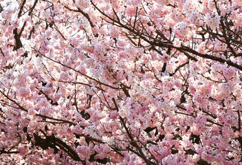桜、満開！壁紙にも使える画面いっぱいの桜の花。