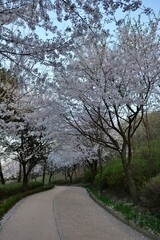 Obraz premium 길거리, 나무, 나무, 네이처, 경관, 나무, 가을, 경로, 봄, green, 목초, sky, 공원, 시골, 농촌, 길, 국가, 아스팔트, 가을, 거리, 나무, 경치, 여행, 나무, 여름