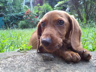 dachshund puppy in the grass