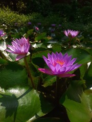 pink water lilies