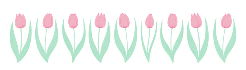 Tulip flowers horizontal border. Hand drawn flat illustration. Spring blossoms, pink blooms, decorative florals. Vector design, isolated. Mothers Day, Easter, seasonal, botanical drawing - 780769576
