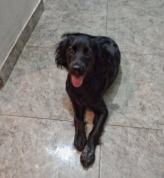 black labrador retriever