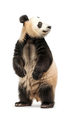 Fototapeta premium Playful panda looking upwards on a white background