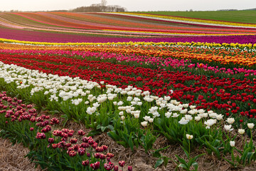 tulip fields at sunset in spring
