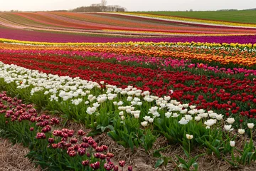 Fotobehang Tulpen tulip fields at sunset in spring  © Yevhenii Rukavitsyn