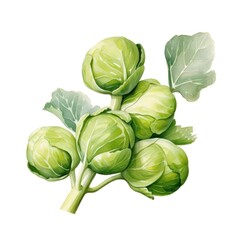 Obraz premium Brussels sprouts detailed illustration. Minimal isolated on white background. Closeup brussel sprouts vegetable for package, grocery product advertising. Realistic berry, icon, detailed.