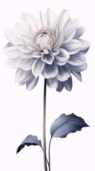 Detailed painting of a white and blue dahlia flower in full bloom on a white background.