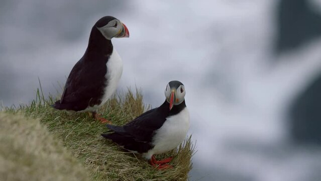 Iceland Puffin Bird on Seaside Cliff