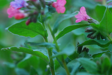 spring in the forest