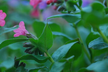 spring in the forest