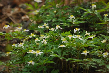 spring in the forest