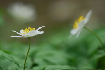 spring in the forest