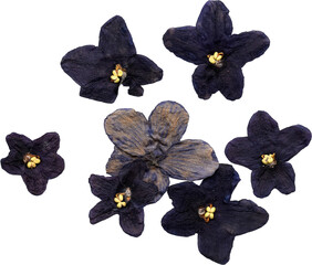 pressed African violets isolated