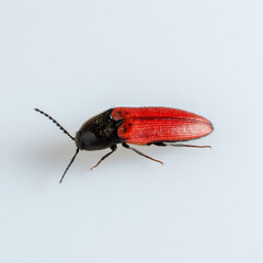 Nutcracker beetle on white background