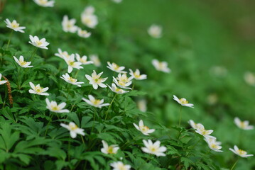 spring in the forest