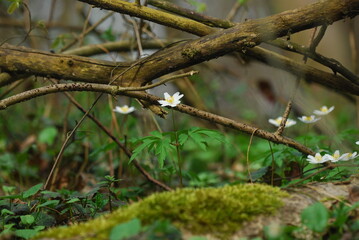 spring in the forest