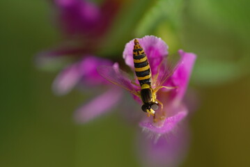 spring in the forest