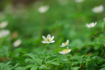 spring in the forest