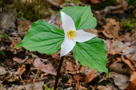 Wild western white trillium growing on forest floor in Spring