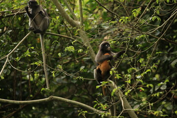 Dusky Leaf Monkey (Trachypithecus obscurus) mother with yawning baby in Ban Krang campsites Kaeng Krachan National Park, Phetchaburi province Thailand