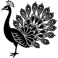Fototapeta premium peacock vector illustration
