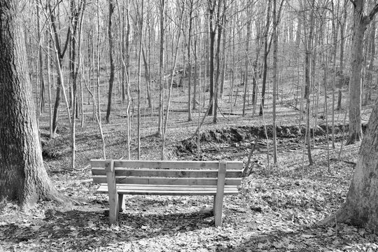 A black and white photo of the bench in the woods.