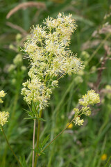 Blüten der Gelben Wiesenraute (Thalictrum flavum, common meadow-rue)
