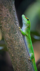 green lizard on a branch