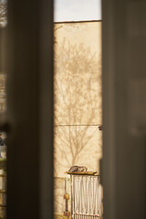 szary kot  © Marcin Łazarczyk