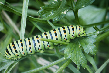 Close up of Caterpillar swallowtail butterfly Papilio machaon.