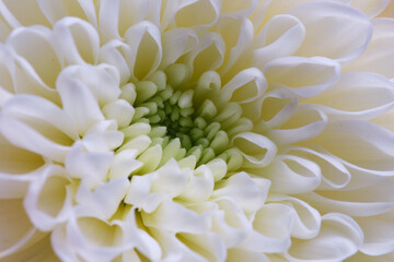 White chrysanthemum close-up, floral background.