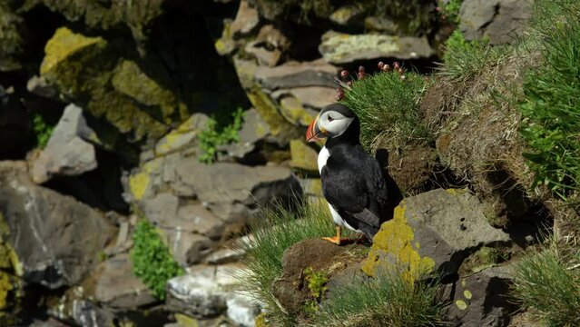 Iceland Puffin Bird on Seaside Cliff