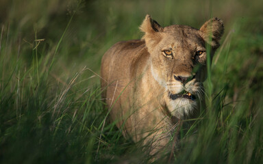 portrait of a lioness