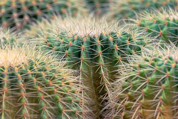Closeup of cactus spines. Closeup of cactus with thorns.