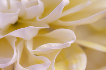 White chrysanthemum flowers closeup. Floral background.