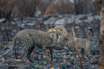 Cheetah Mom with Cub 