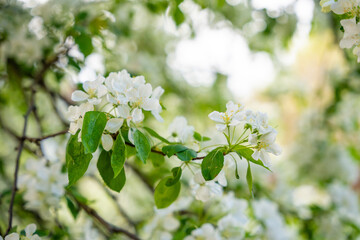 Blooming pear tree. White lush flowers on a pear tree. Spring time in Prague, Europe