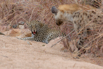 Leopard warning a Hyena. 