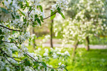 Blooming pear tree. White lush flowers on a pear tree. Spring time in Prague, Europe