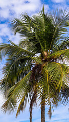 Árvore coqueiro próximo a praia do gunga em alagoas