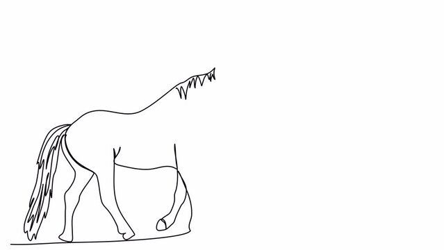 Horse. One line drawing animation. Video clip with alpha channel.