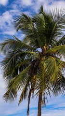 Coqueiro em uma praia do litoral nordestino no brasil