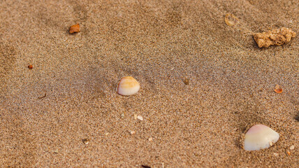 Conchas em uma praia no nordeste brasileiro