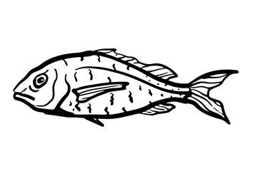 Snapper fish hand-drawn illustration in black and white, isolated on white background. Design for seafood market branding or fishing concept.