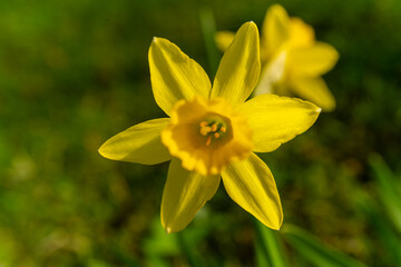 A small yellow flower emerges from the lush grassland