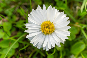 Obraz premium Close up of a white daisy with a yellow center in the grass