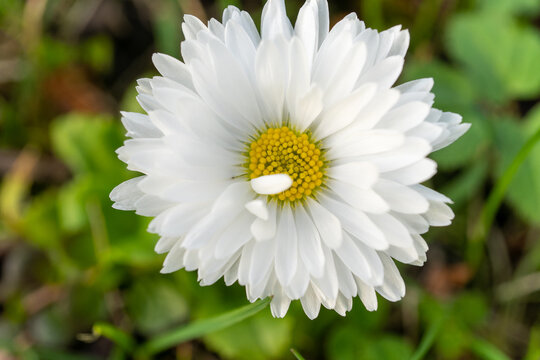 Close up of a white daisy with a yellow center in the grass