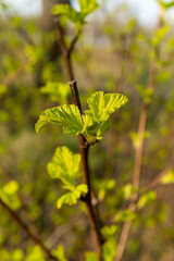 Closeup of a twig with green leaves on a woody plant
