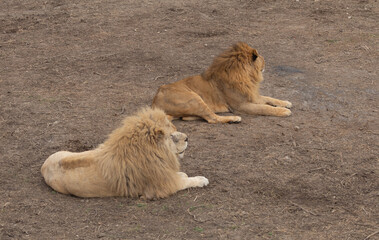 Sights and animals - inhabitants of the lion park 