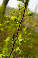 Closeup of a twig with green leaves on a woody plant